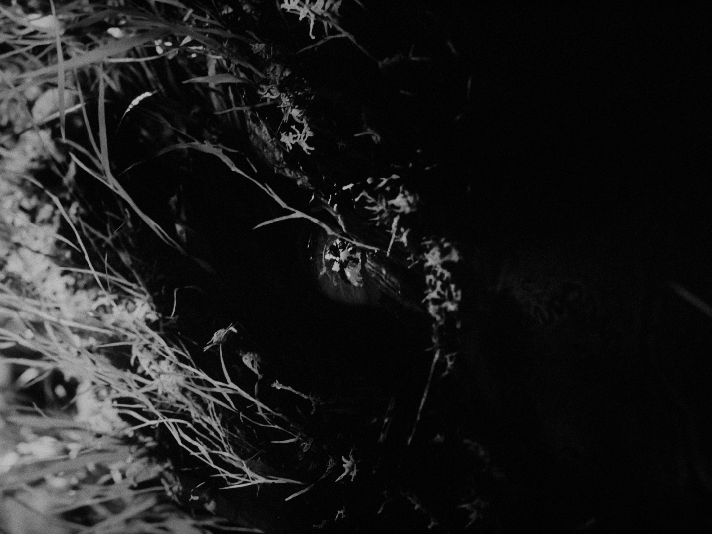 SEN_DC_MASTER_4444XQ_10930