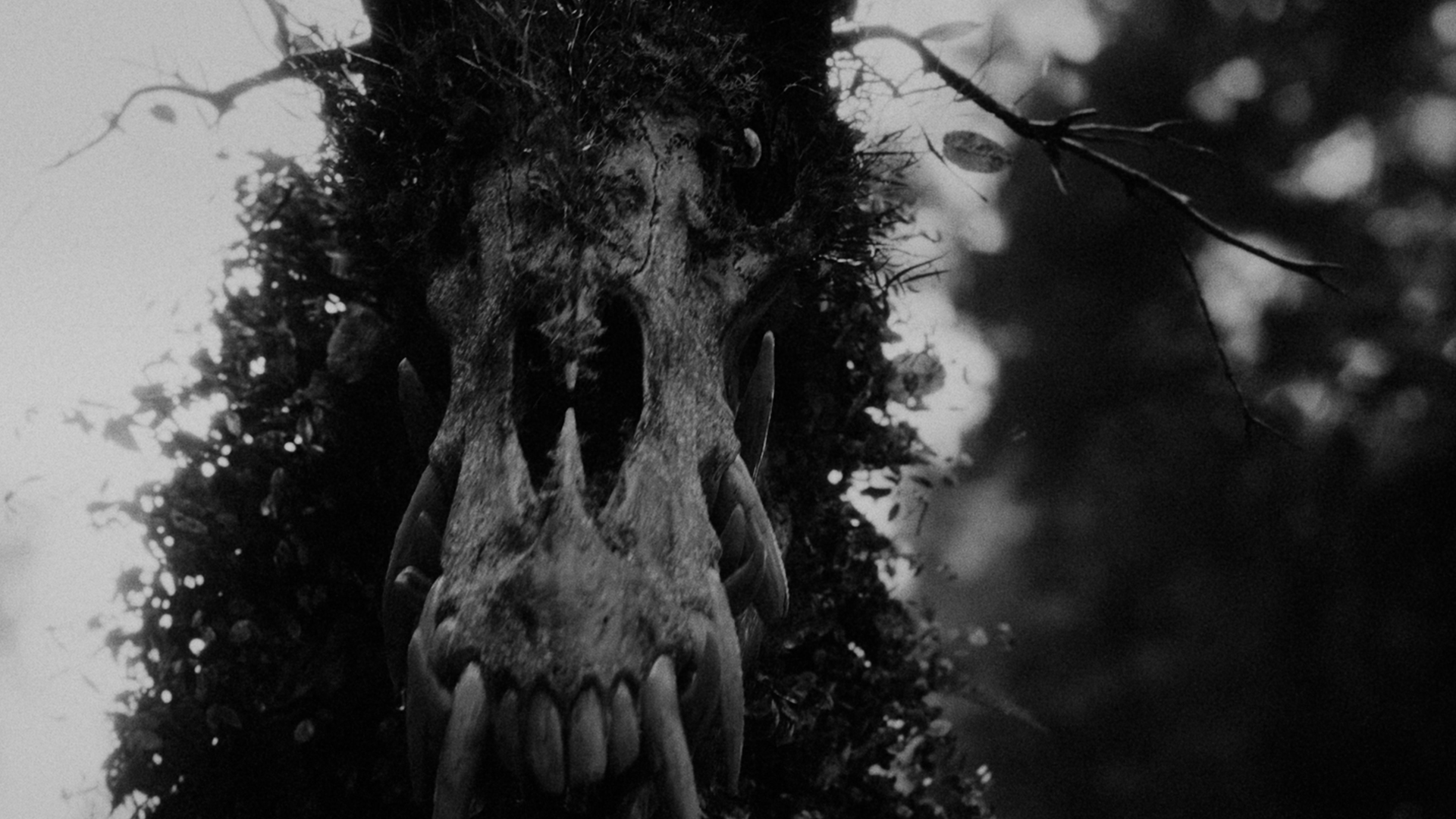 Señuelo - Shortfilm